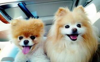Animals Dogs Pets Pomeranian Pet Boo Wallpaper