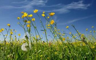 Blue Background Yellow Flowers HD Wallpaper Sky
