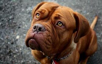 Pitbull Terrier Wallpaper