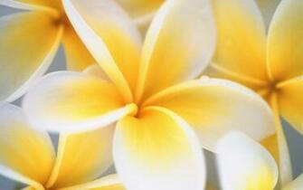 Cool Wallpaper Flower