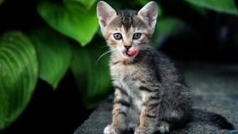 Kitten S Wallpaper All Wildlife Photographs