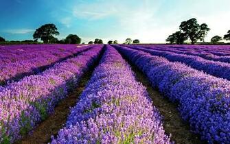 HD Lavender Flower Background Net