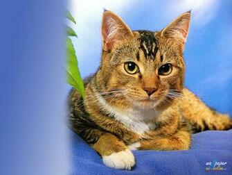 Wallpaper Cats Screensavers Cat Photographs