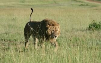 Share To Labels Lions And Tigers