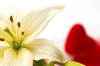White Lily Closeup Roses Marble Kab Dogwood Flowers Daffodils