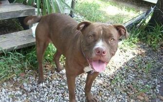 Wallpaper Pit Bull