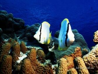 Scuba Diving Screen Savers