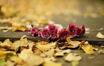 Mobile Screensavers Wallpaper Flowers Android