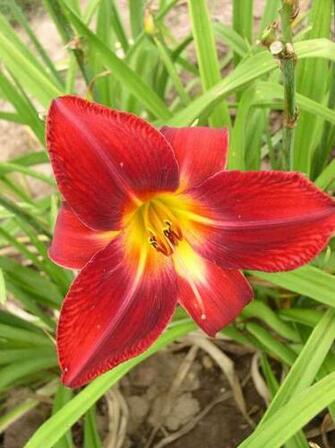 Flower Wallpaper Large Red Flowers