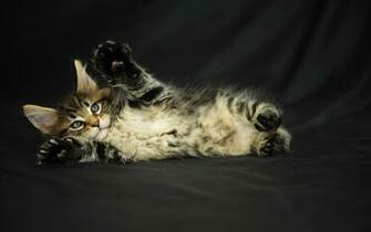 Desktop Wallpaper Animals Cats