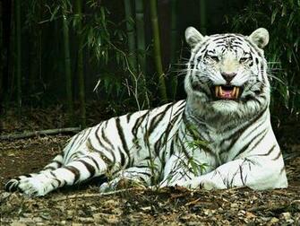 White Tiger Wallpaper Points Full HD