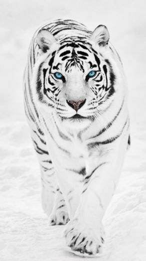 White Tiger iPhone Wallpaper