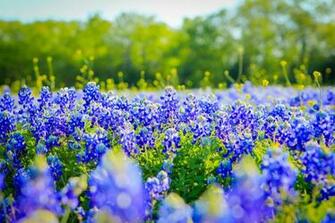 Texas Bluebonnets State Flower Wallpaper HD