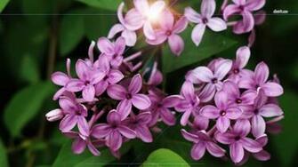 Lilac Wallpaper Flower