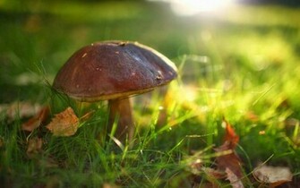 Tag Mushrooms Wallpaper Background Photos Image Andpictures For