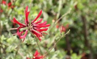 Coral Bean Flowers Pictures Wallpaper