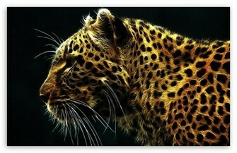 Leopard HD Desktop Wallpaper Widescreen High Definition