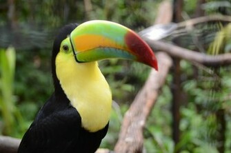 Beautiful Wallpaper Toucan