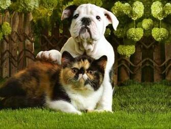 Teddybear64 Image Kittens Puppies HD Wallpaper And Background