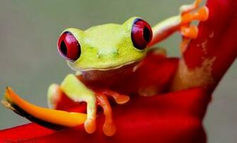 Frog Computer Wallpaper Desktop Background Id