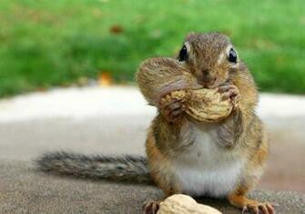 Funny Squirrels Wallpaper And Cute Animals