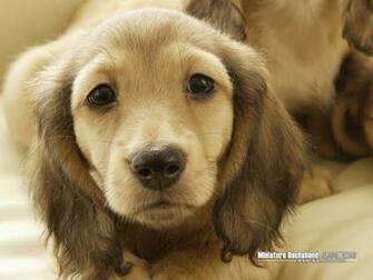 Miniature Dachshund Puppy Wallpaper Cuddly