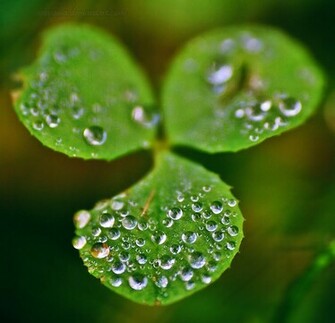 Irish Shamrock Wallpaper