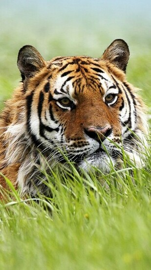 Siberian Tiger Galaxy S5 Wallpaper Samsung HD