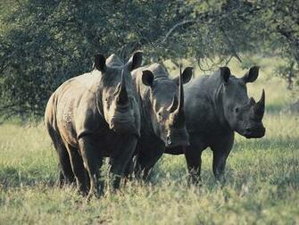 Of African Rhinos Animals And Wildlife Computer Desktop Wallpaper