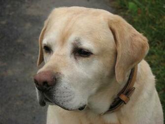 Description Labrador Retriever Yellow Portrait Jpg