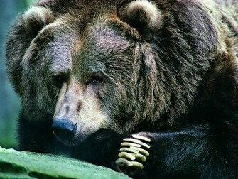 Black Bear Wallpaper Jpg