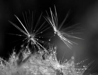 Black And White Dandelion Seeds Small IwallHD Wallpaper