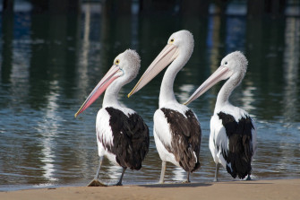 Bird Water Animal Pelican HD Wallpaper