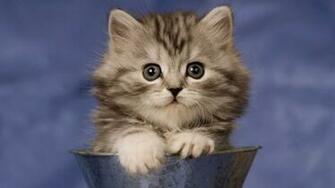 Windows Cats Wallpaper Cat
