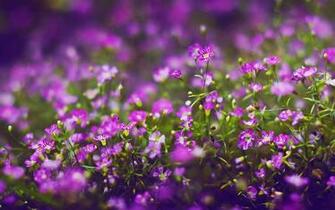 Flower Wallpaper Mysterious Purple Small Flowers Desktop Wallpapern