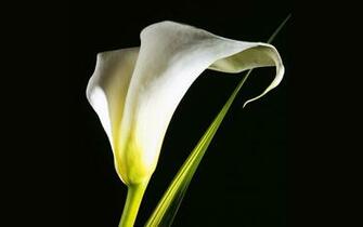 Calla Lily Wallpaper Net