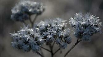 Frozen Flowers Wallpaper