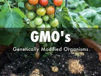 Gmo S By Chrish104ever