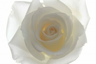 Focal Length White Rose Backlit And Against Background