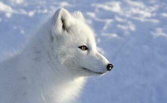 Arctic Fox Wallpaper Net