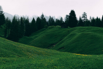 Yellow Flower Green Hill Wallpaper