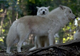 Arctic Wolves Wallpaper