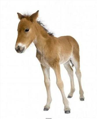 Poster Of Portrait Foal Standing In Front White Background