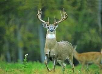 Deer Wallpaper
