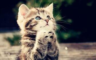 Fashion Kitten S Cat Wallpaper
