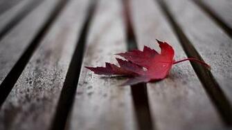 Maple Leaf On Stone Wallpaper