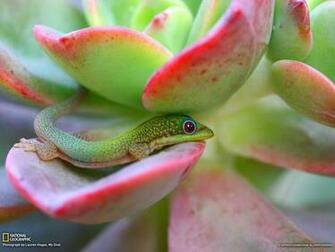 Picture Maui Wallpaper National Geographic Photo Of The Day