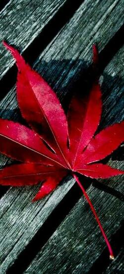 iPhone X Autumn Wallpaper HD