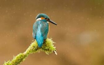Colibri For X Widescreen Resolution