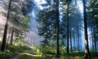 Amazing Nature HD Wallpaper 1080p